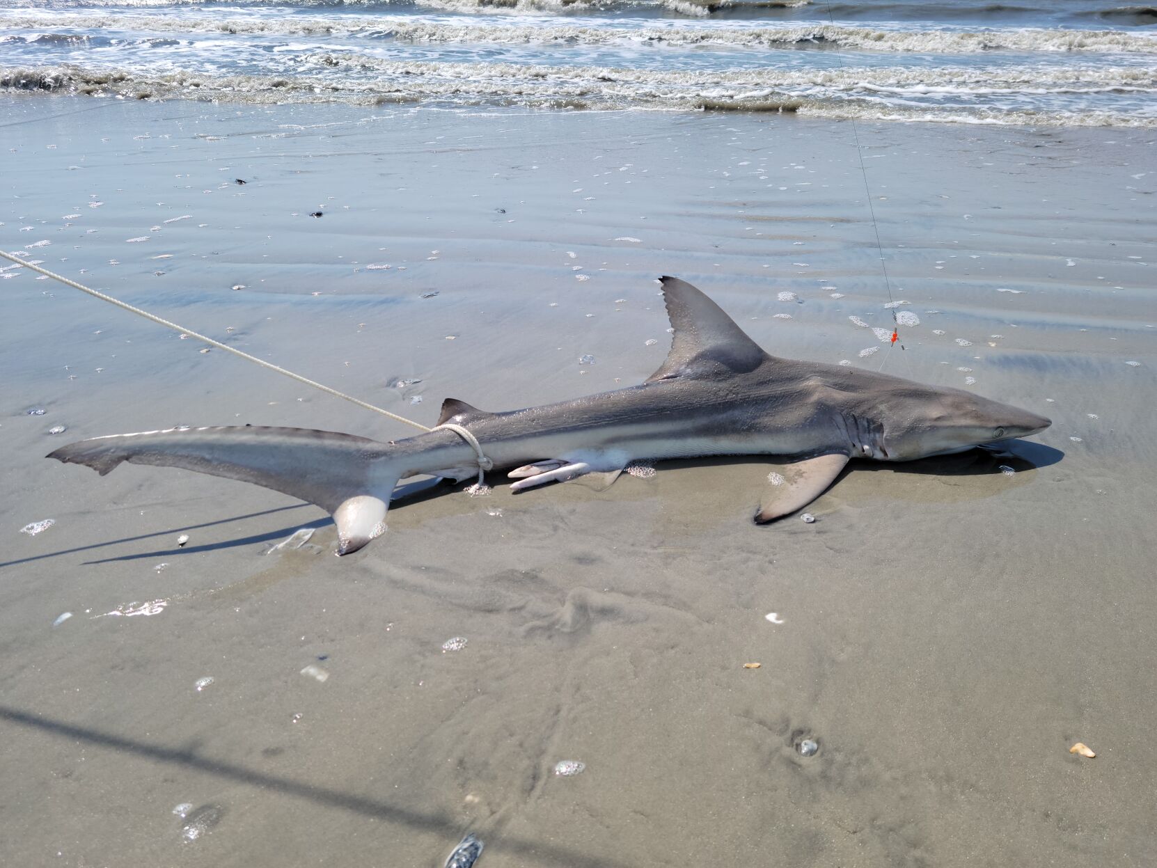 Lone shark on shore